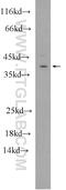 Hes Family BHLH Transcription Factor 5 antibody, 22666-1-AP, Proteintech Group, Western Blot image 