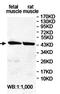 F-Box And WD Repeat Domain Containing 4 antibody, orb78442, Biorbyt, Western Blot image 
