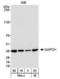 GAPDH antibody, TA336632, Origene, Western Blot image 