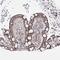 Homeobox C11 antibody, HPA038291, Atlas Antibodies, Immunohistochemistry frozen image 