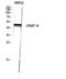 Glycerol-3-Phosphate Acyltransferase 3 antibody, A07965, Boster Biological Technology, Western Blot image 