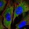 Nucleosome Assembly Protein 1 Like 2 antibody, HPA054050, Atlas Antibodies, Immunofluorescence image 