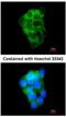 PPFIA Binding Protein 2 antibody, NBP1-33421, Novus Biologicals, Immunocytochemistry image 