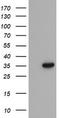 Pyridoxal Phosphate Binding Protein antibody, TA505195BM, Origene, Western Blot image 