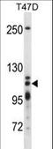 5'-3' Exoribonuclease 2 antibody, LS-C160675, Lifespan Biosciences, Western Blot image 
