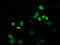 FLYWCH Family Member 2 antibody, LS-C172894, Lifespan Biosciences, Immunofluorescence image 