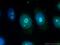 NOP14 Nucleolar Protein antibody, 26854-1-AP, Proteintech Group, Immunofluorescence image 