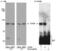 ATR Interacting Protein antibody, PA1-16582, Invitrogen Antibodies, Western Blot image 