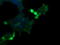 Protein Mdm4 antibody, LS-C174489, Lifespan Biosciences, Immunofluorescence image 