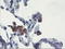 UBX Domain Protein 2B antibody, LS-C785683, Lifespan Biosciences, Immunohistochemistry paraffin image 