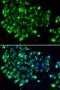 N-Acetyltransferase 9 (Putative) antibody, LS-C346393, Lifespan Biosciences, Immunofluorescence image 