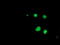 SAYSVFN Motif Domain Containing 1 antibody, TA504635, Origene, Immunofluorescence image 