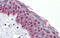 Transcription Factor 7 Like 1 antibody, 25-004, ProSci, Immunohistochemistry paraffin image 