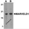 MARVEL Domain Containing 1 antibody, 5499, ProSci, Western Blot image 