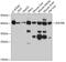 Zinc Finger Protein 396 antibody, 15-226, ProSci, Western Blot image 