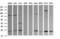 RAB30, Member RAS Oncogene Family antibody, LS-C174270, Lifespan Biosciences, Western Blot image 