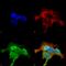 G Protein-Coupled Receptor Kinase 5 antibody, SMC-449D-RPE, StressMarq, Immunofluorescence image 