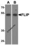 CASP8 And FADD Like Apoptosis Regulator antibody, 1159, ProSci, Western Blot image 