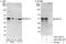 Peroxisomal Biogenesis Factor 14 antibody, A303-086A, Bethyl Labs, Western Blot image 