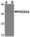 Paired Like Homeobox 2A antibody, PA5-34381, Invitrogen Antibodies, Western Blot image 
