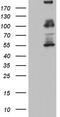 GLI Family Zinc Finger 1 antibody, TA803833S, Origene, Western Blot image 