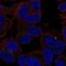 Solute Carrier Family 35 Member D3 antibody, PA5-66930, Invitrogen Antibodies, Immunofluorescence image 