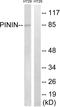 Pinin, Desmosome Associated Protein antibody, LS-C120221, Lifespan Biosciences, Western Blot image 