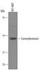 Corneodesmosin antibody, PA5-47768, Invitrogen Antibodies, Western Blot image 