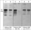 Histone H2B antibody, HP4331, ECM Biosciences, Western Blot image 