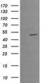 Krox-20 antibody, MA5-26122, Invitrogen Antibodies, Western Blot image 