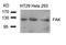 Protein Tyrosine Kinase 2 antibody, 79-312, ProSci, Western Blot image 