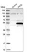 Prolactin Regulatory Element Binding antibody, PA5-53125, Invitrogen Antibodies, Western Blot image 