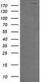 Dedicator of cytokinesis protein 8 antibody, CF506484, Origene, Western Blot image 