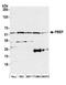 PBEF antibody, A300-372A, Bethyl Labs, Western Blot image 