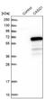 Calsequestrin-1 antibody, NBP1-88180, Novus Biologicals, Western Blot image 