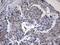 Ald antibody, LS-C789809, Lifespan Biosciences, Immunohistochemistry paraffin image 