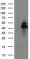 N-Acyl Phosphatidylethanolamine Phospholipase D antibody, LS-C173483, Lifespan Biosciences, Western Blot image 