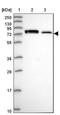 Podocan Like 1 antibody, NBP1-93930, Novus Biologicals, Western Blot image 