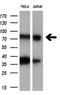 UPF0663 transmembrane protein C17orf28 antibody, GTX84754, GeneTex, Western Blot image 