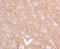 PRP antibody, NBP2-67569, Novus Biologicals, Immunohistochemistry paraffin image 