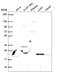 TIP27 antibody, HPA066967, Atlas Antibodies, Western Blot image 