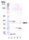 Calcium/Calmodulin Dependent Protein Kinase II Delta antibody, ADI-KAP-CA002-F, Enzo Life Sciences, Western Blot image 