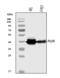 Pleckstrin antibody, A06656-3, Boster Biological Technology, Western Blot image 