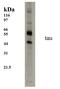 Microtubule Associated Protein Tau antibody, MBS395344, MyBioSource, Western Blot image 