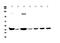 Creatine kinase B-type antibody, A01695-1, Boster Biological Technology, Western Blot image 