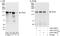 Desmoglein 2 antibody, A303-757A, Bethyl Labs, Western Blot image 