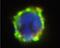 B10 antibody, NBP1-44643, Novus Biologicals, Immunocytochemistry image 
