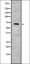 Nuclear receptor subfamily 2 group C member 1 antibody, orb337581, Biorbyt, Western Blot image 