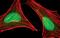 Protein Phosphatase 2 Scaffold Subunit Aalpha antibody, MA5-14952, Invitrogen Antibodies, Immunofluorescence image 