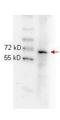 p65 antibody, orb344389, Biorbyt, Western Blot image 